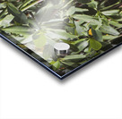 Mangrove Acrylic print