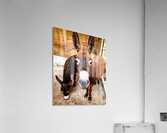Donkey friends Acrylic Print