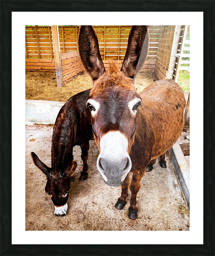 Donkey friends Picture Frame print