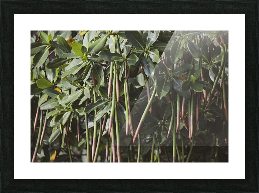 Mangrove Picture Frame print