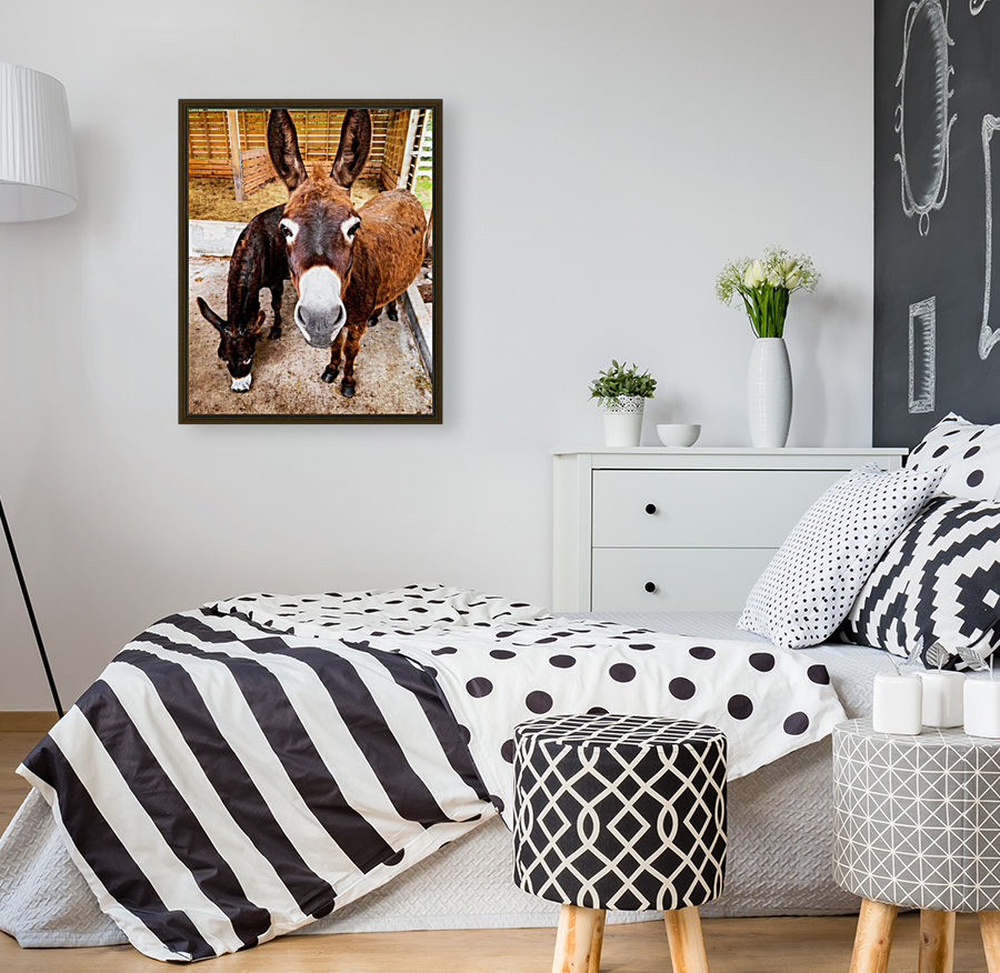 Donkey friends Reproduction