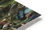 Mangrove HD Metal print