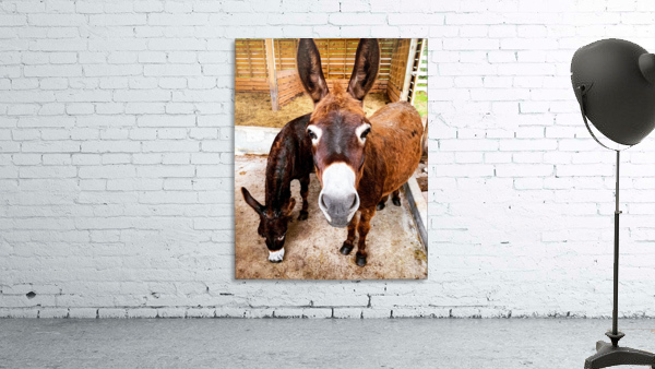Donkey friends Wall Preview