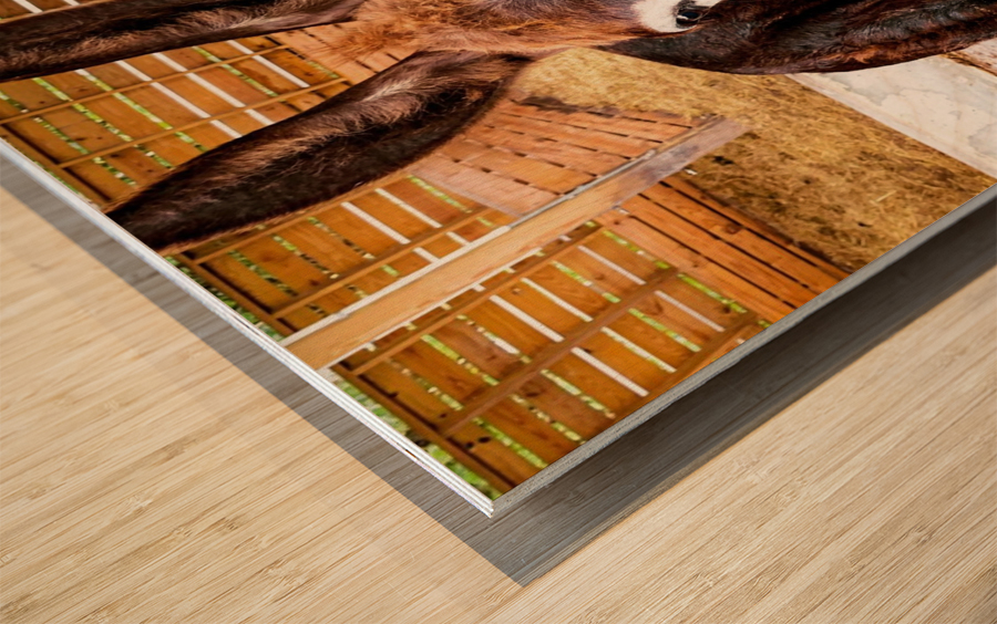 Donkey friends Wood print