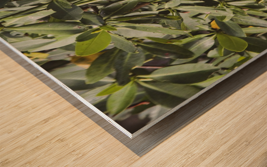 Mangrove Wood print