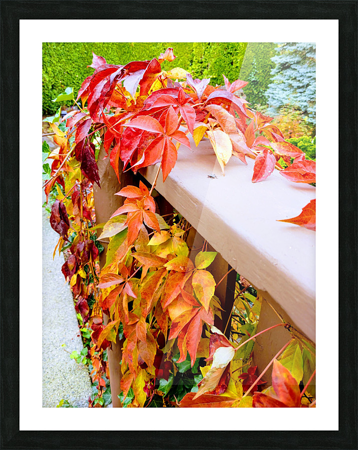 CLIMBING VINES Picture Frame print