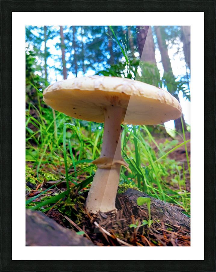 SOLO MUSHROOM Picture Frame print