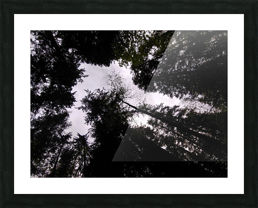 LOOKING UP Picture Frame print