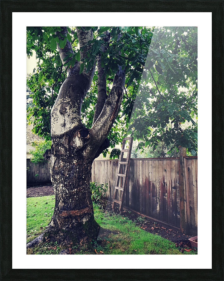 BACKYARD TREE Picture Frame print