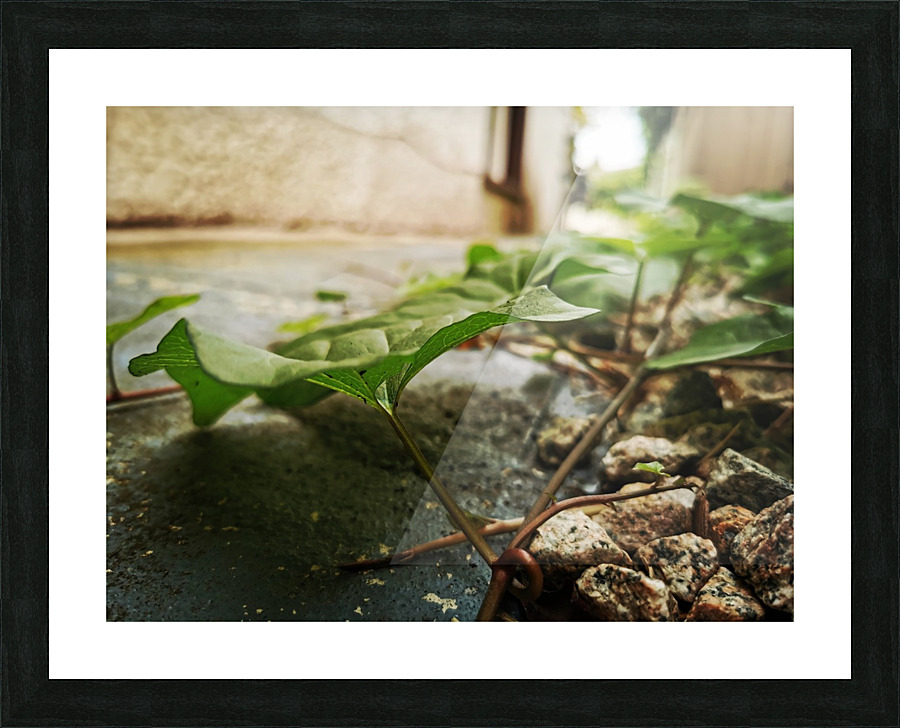 PATHWAY VINES Picture Frame print
