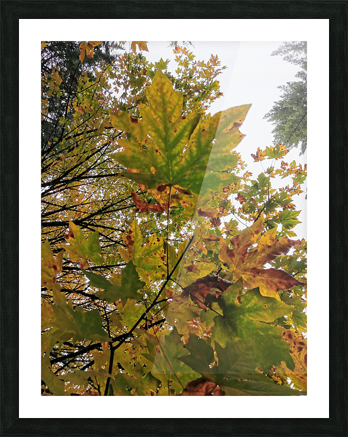 AUTUMN LEAVES Picture Frame print