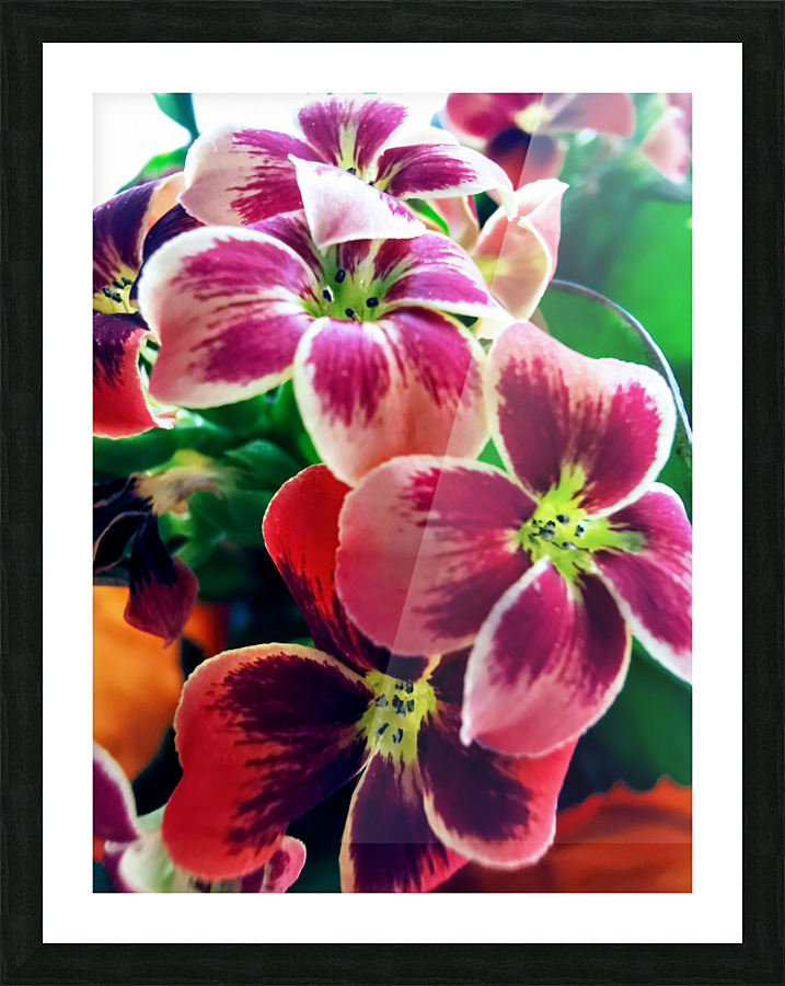 PETALS Picture Frame print