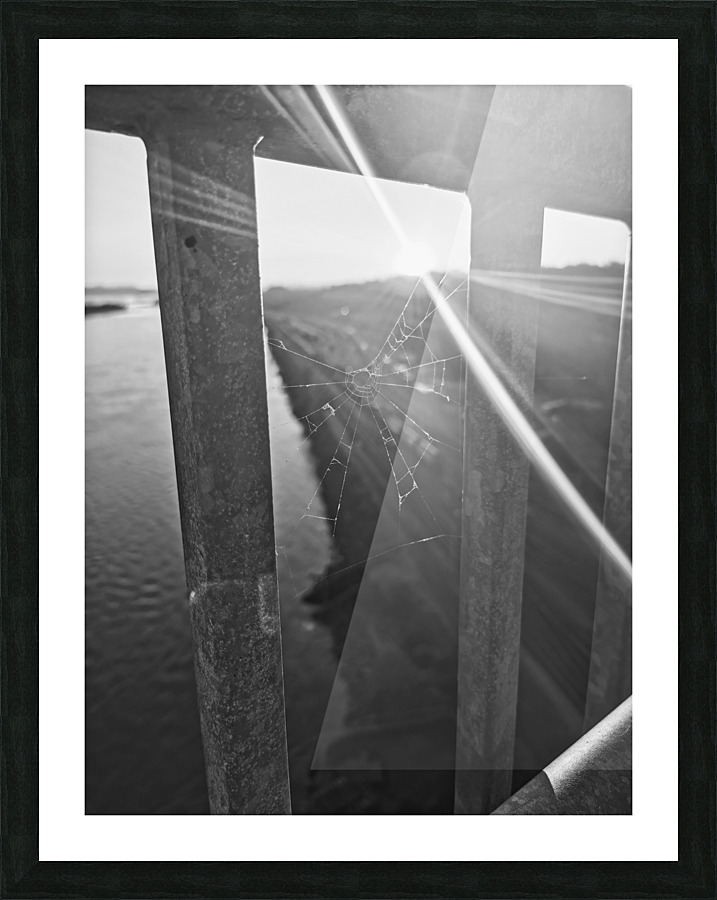 SPIDER WEB Picture Frame print