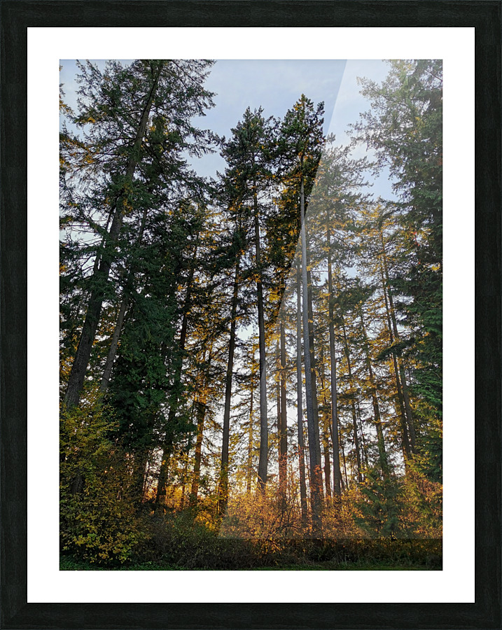 CHANGING TREES Picture Frame print