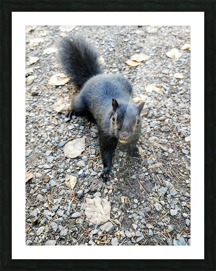 SQUIRREL SNACKS Picture Frame print