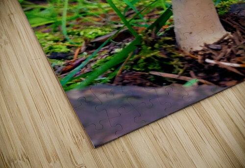 SOLO MUSHROOM Nat puzzle