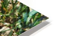 GRASSHOPPER HD Metal print