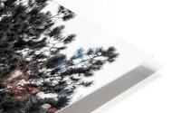 TREES IN B&W HD Metal print