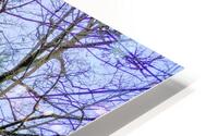 SUBURBAN TREES HD Metal print