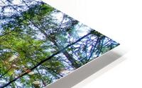 MOSSY TREE HD Metal print