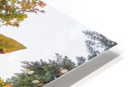 AUTUMN LEAVES HD Metal print