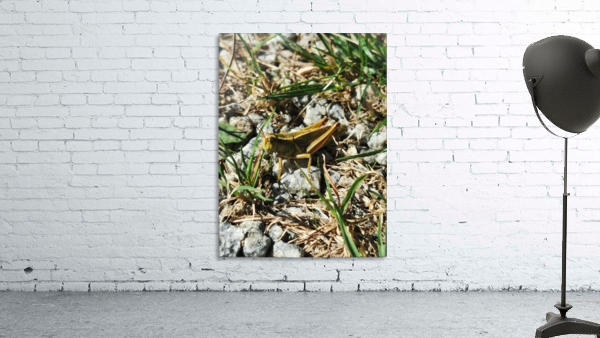 GRASSHOPPER Wall Preview