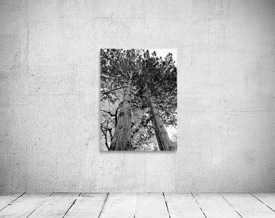 TREES IN B&W Wall Preview