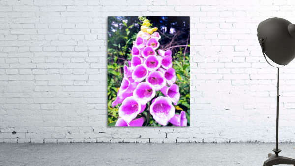 PURPLE DIGITALIS Wall Preview