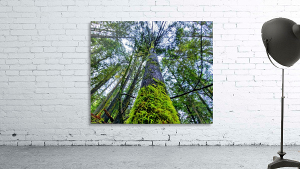 MOSSY TREE Wall Preview
