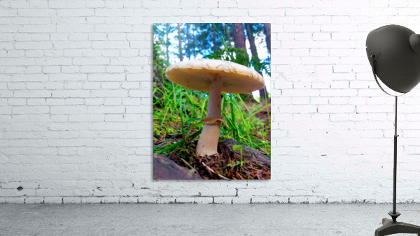 SOLO MUSHROOM Wall Preview