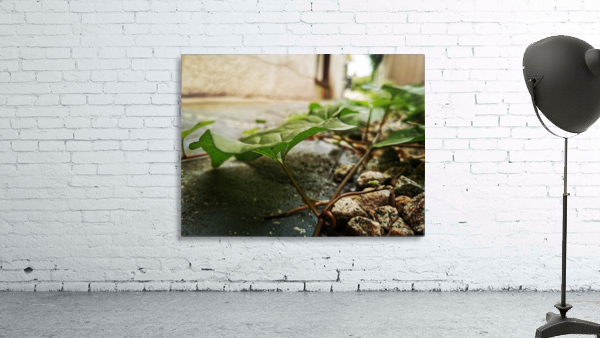 PATHWAY VINES Wall Preview