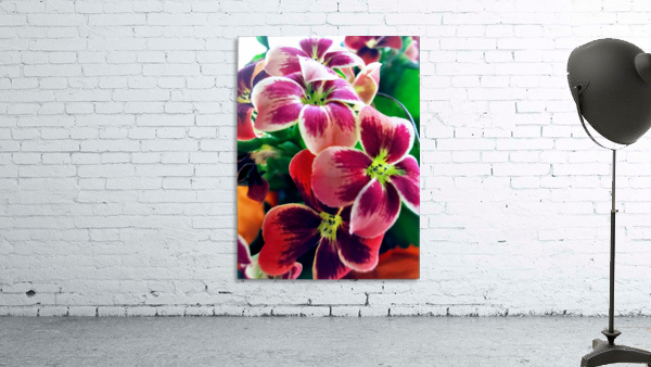 PETALS Wall Preview
