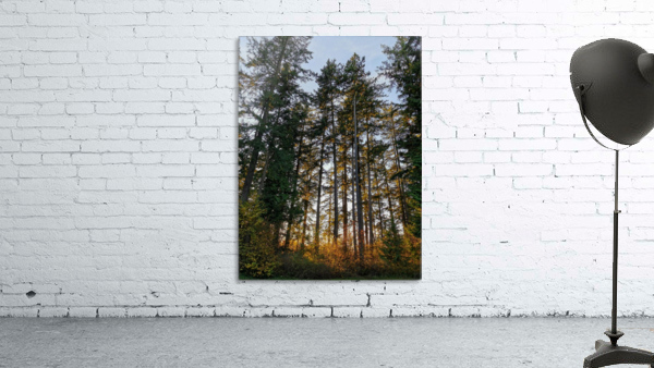 CHANGING TREES Wall Preview