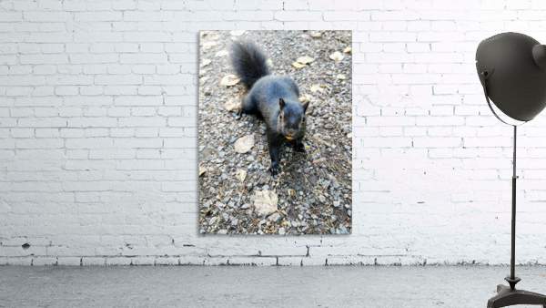 SQUIRREL SNACKS Wall Preview