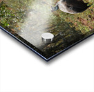 Guinee Fowl Acrylic print