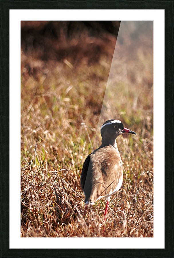 Mokala Bird Picture Frame print