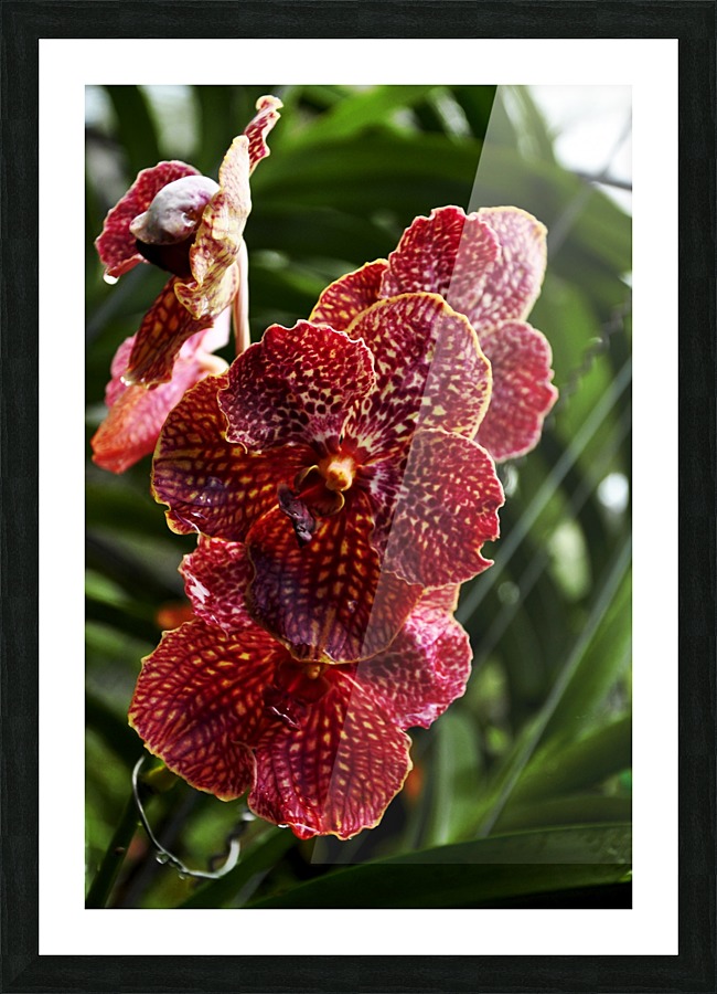 Orchid 1 Picture Frame print