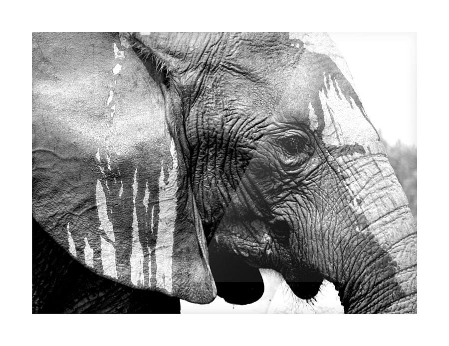 Elepahnt bathing Picture Frame print