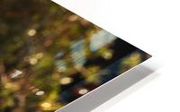 Phumba HD Metal print
