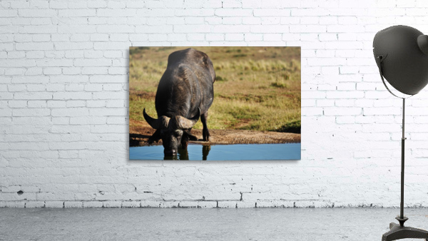 Water buffalo Wall Preview