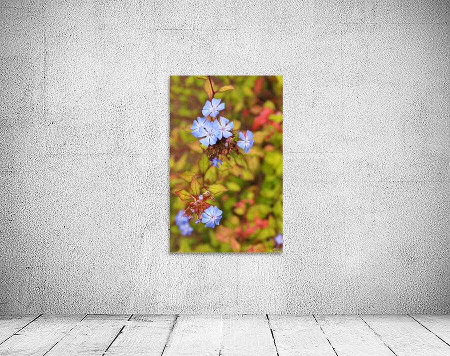 The blue flower Wall Preview
