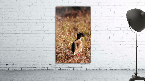Mokala Bird Wall Preview