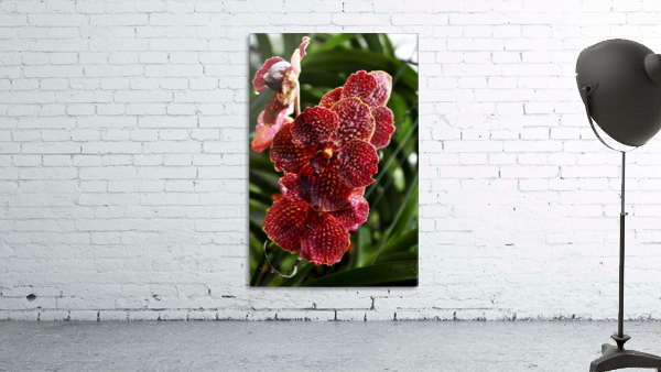 Orchid 1 Wall Preview