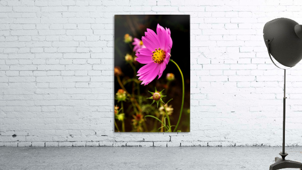 Cosmos Wall Preview
