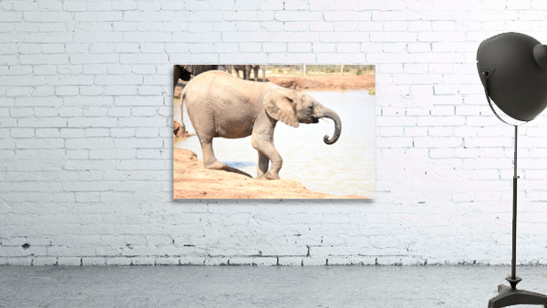 Elephant drinking Wall Preview