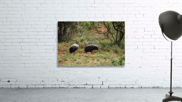 Guinee Fowl Wall Preview