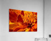 Marigold Macro Acrylic Print