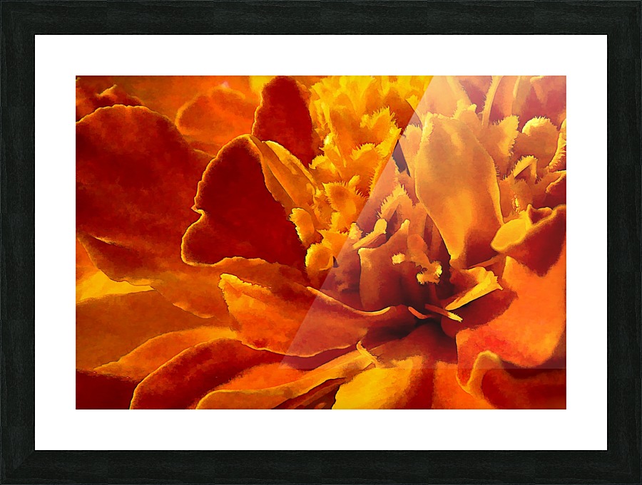 Marigold Macro Picture Frame print