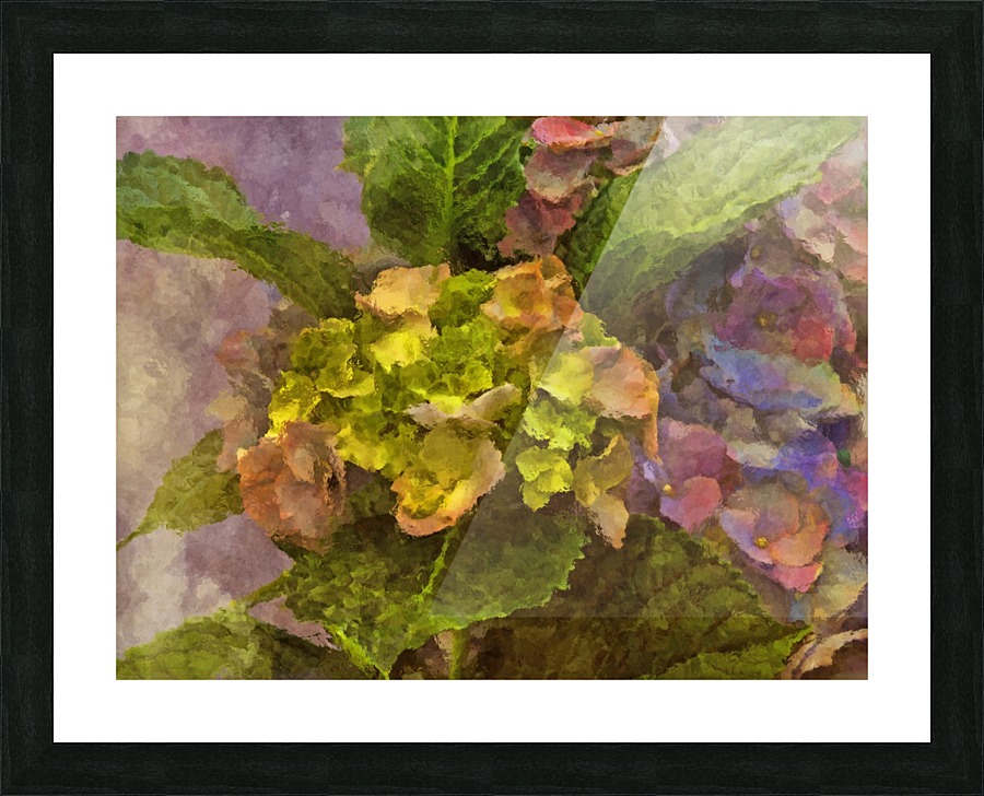 Hydrangea Blossoms  Picture Frame print
