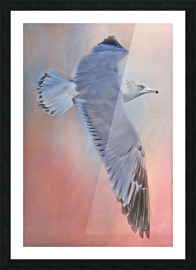 Soaring Seagull  Picture Frame print
